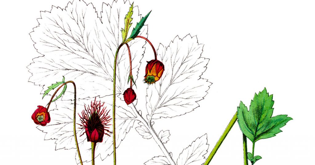 Diagrams Of A Flower