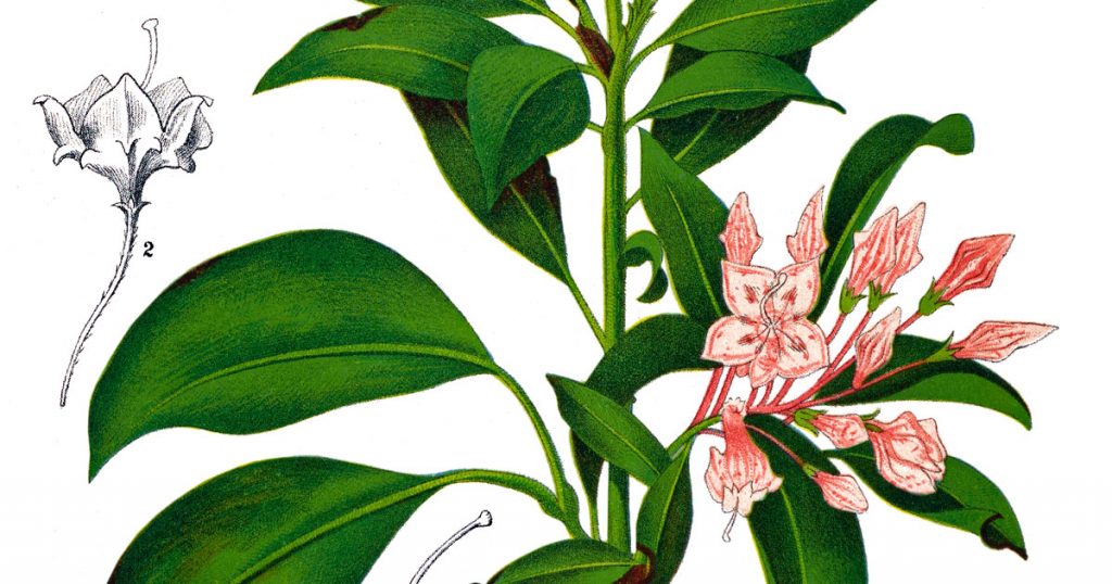 Diagrams Of Flower Parts