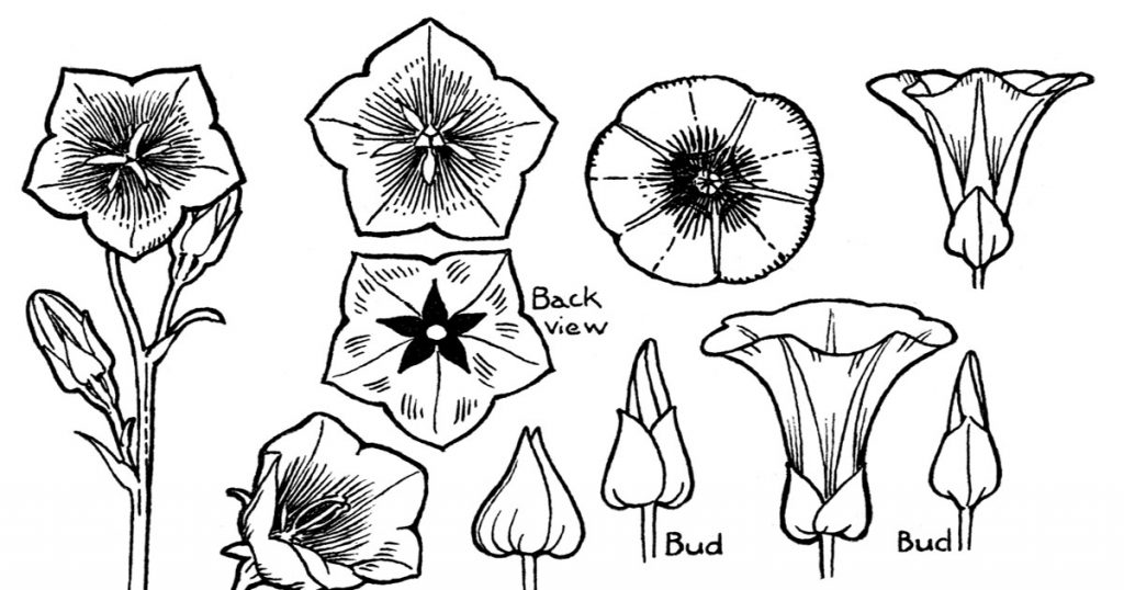 Diagrams Of Flowers