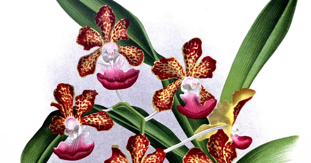 Orchid Drawings