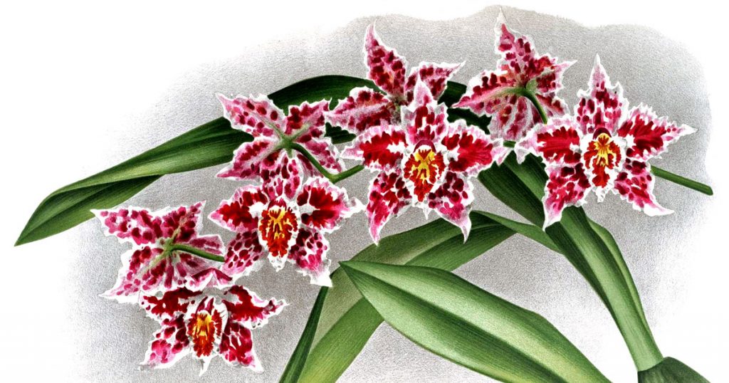 Orchid Pictures