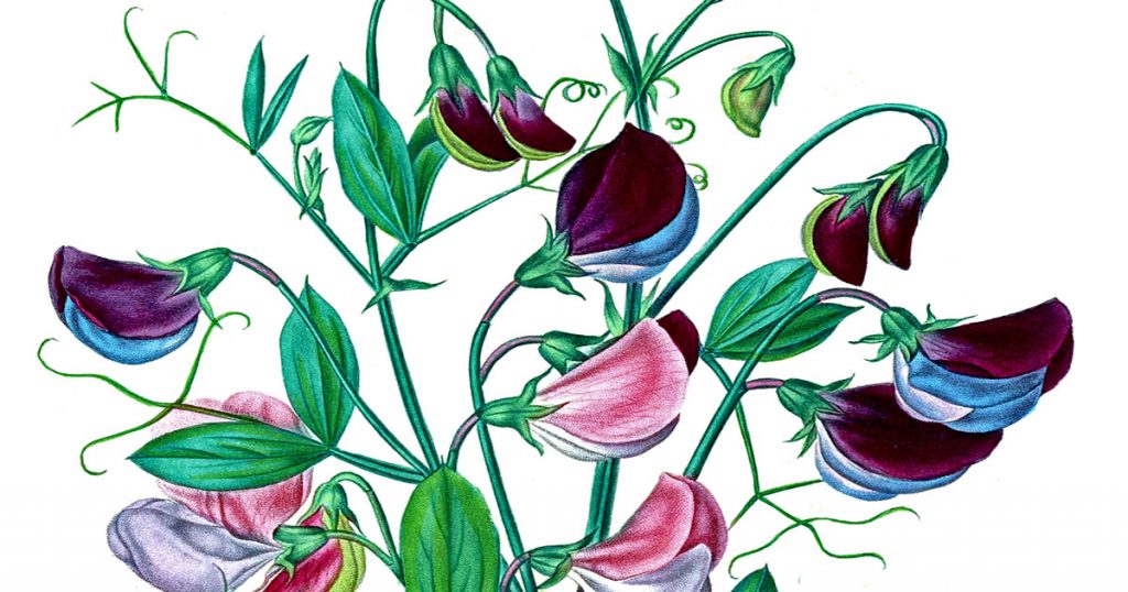 Paintings Of Flowers