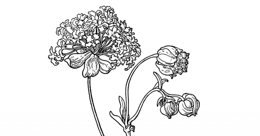 Black And White Drawing Of A Flower