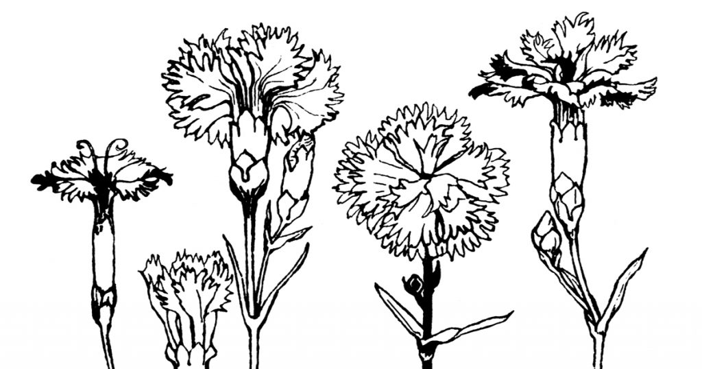Black And White Drawings Of Flowers