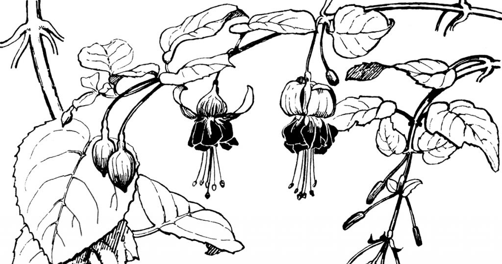 Black And White Flower Drawings
