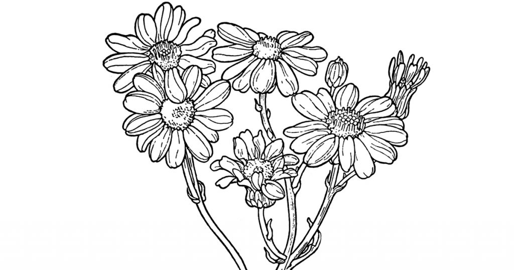 Black And White Flower Images
