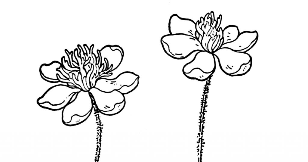 Black And White Flower Pics