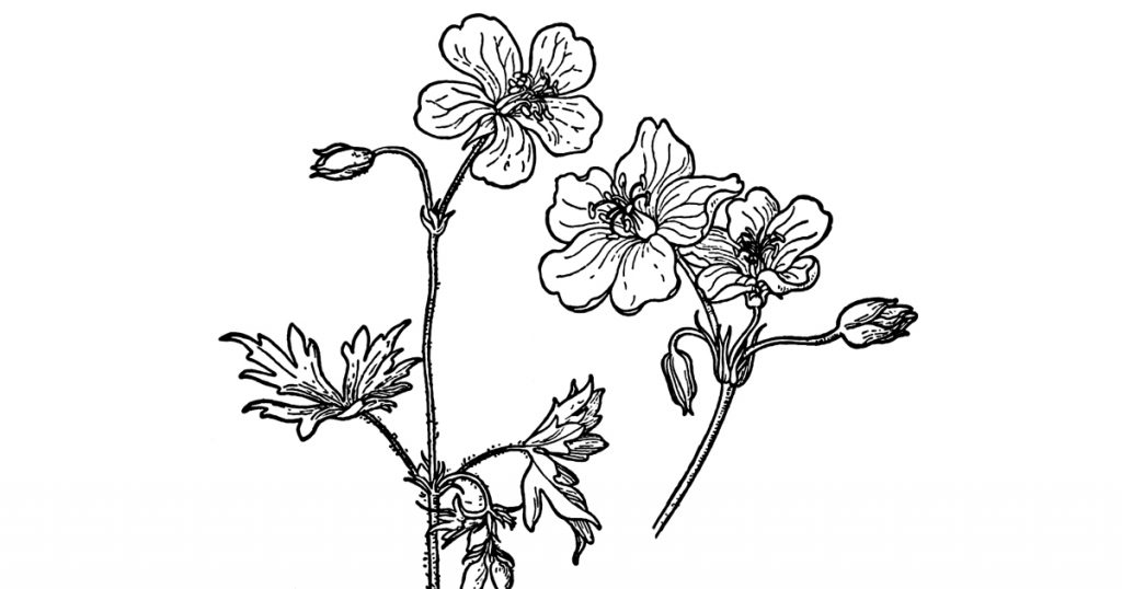 Black And White Flower Pictures