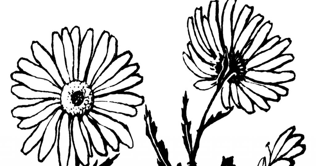 Black And White Flowers