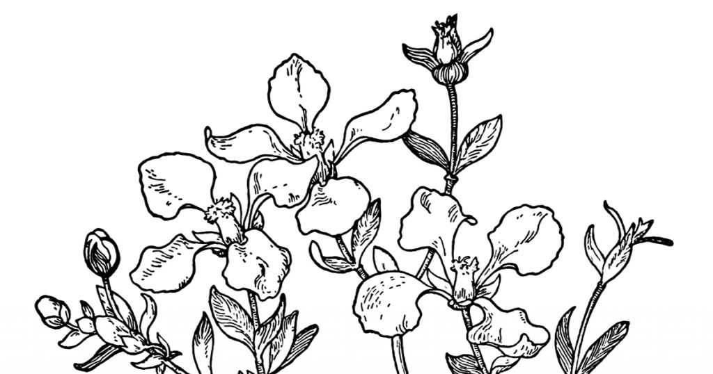 Black And White Flowers Clip Art