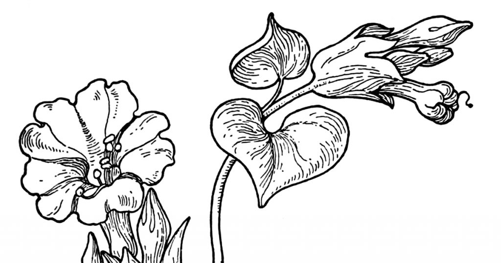 Black And White Flowers Clipart
