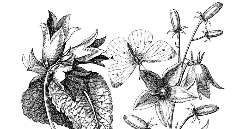 Black And White Images Of Flowers