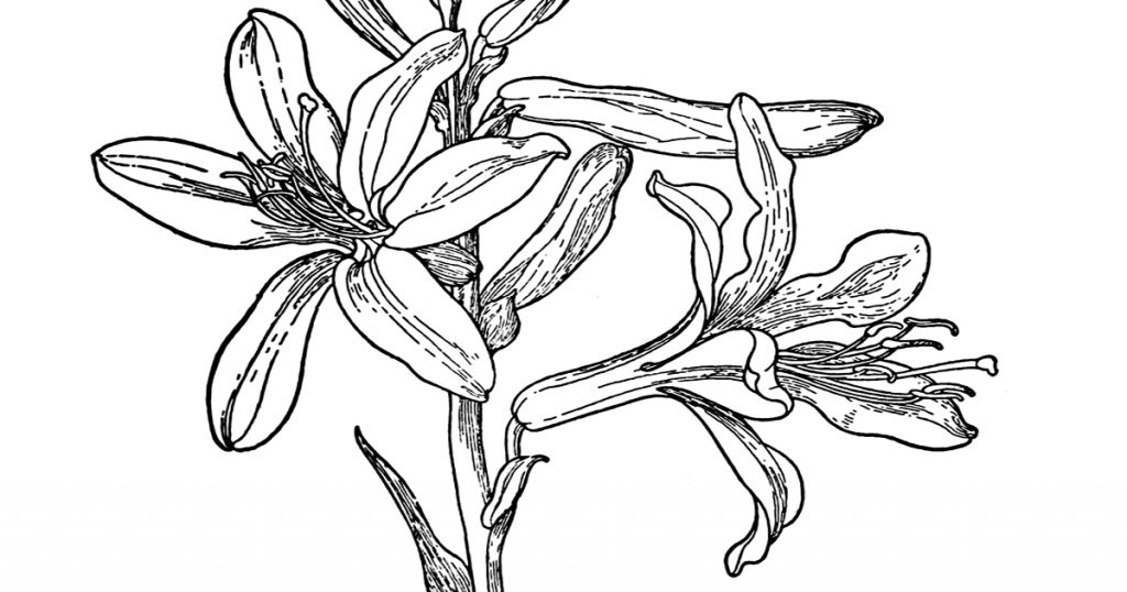 Drawings Of Flowers In Black And White