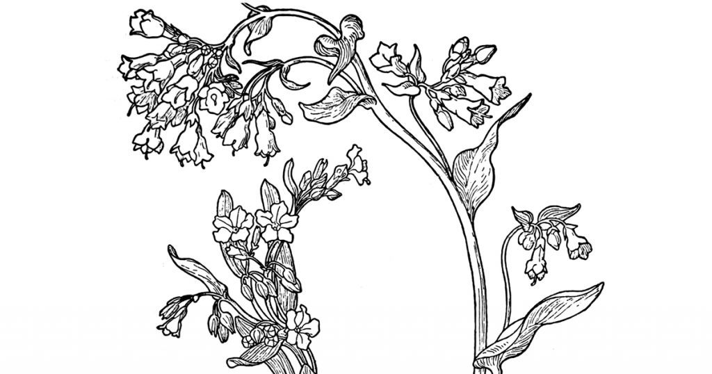 Images Of Flowers In Black And White