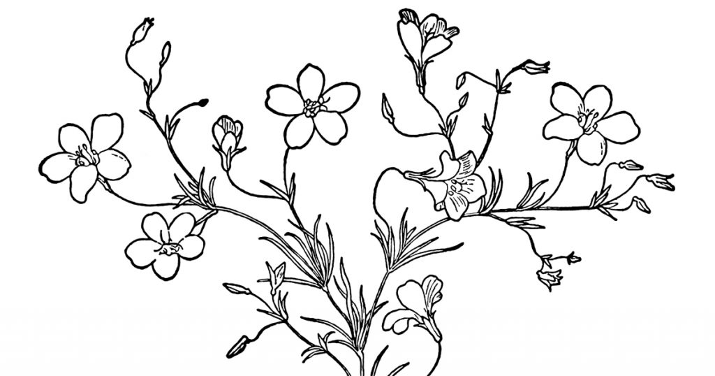 Pictures Of Flowers In Black And White
