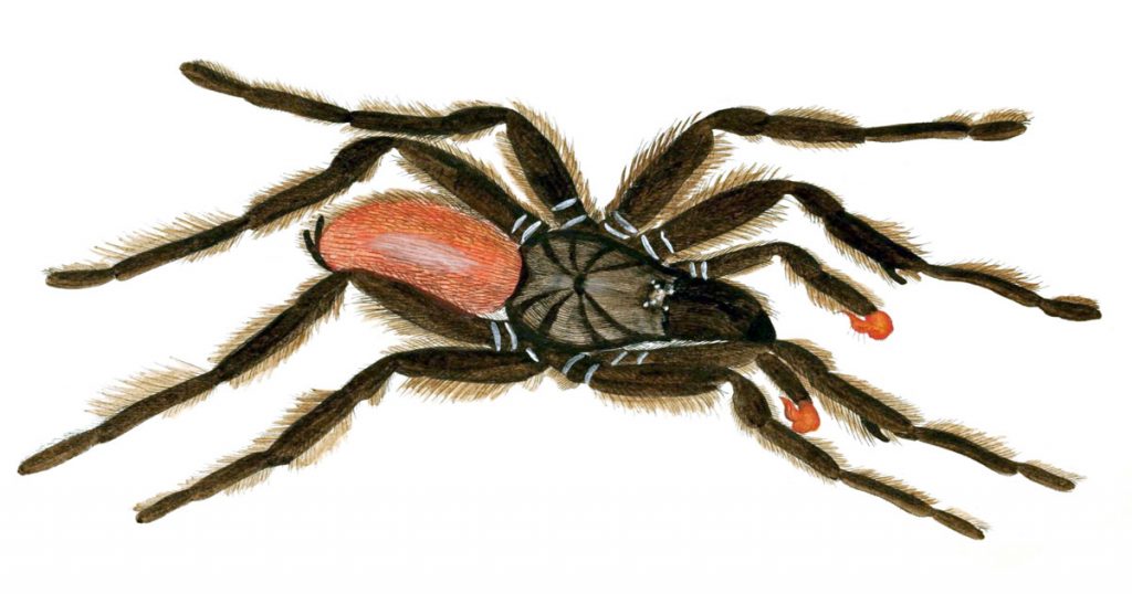 Spider Drawings