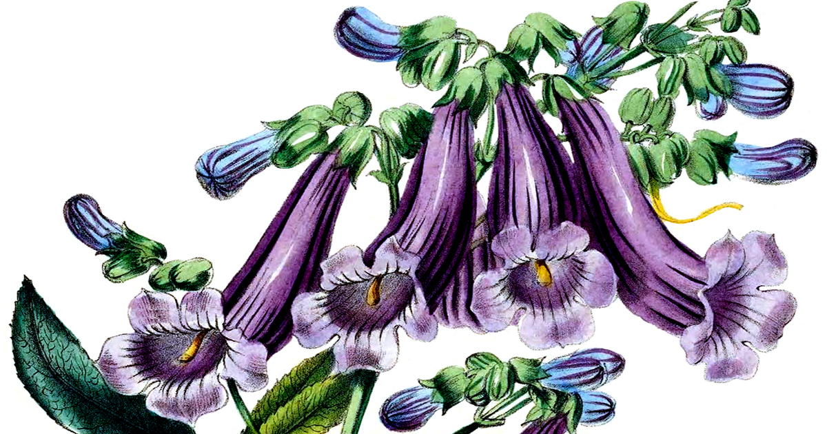 Bouquet Flower Clipart