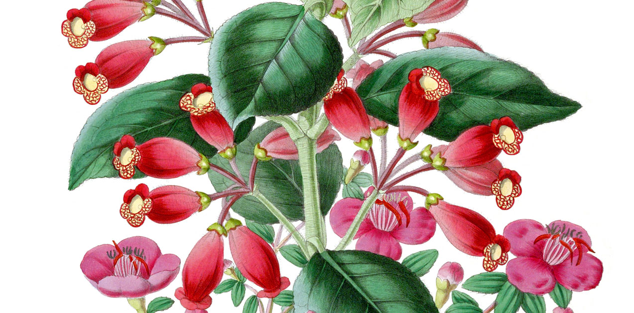 Flower Bouquet Clip Art