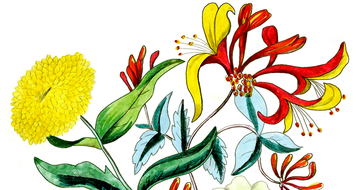 Flower Bouquets Drawings