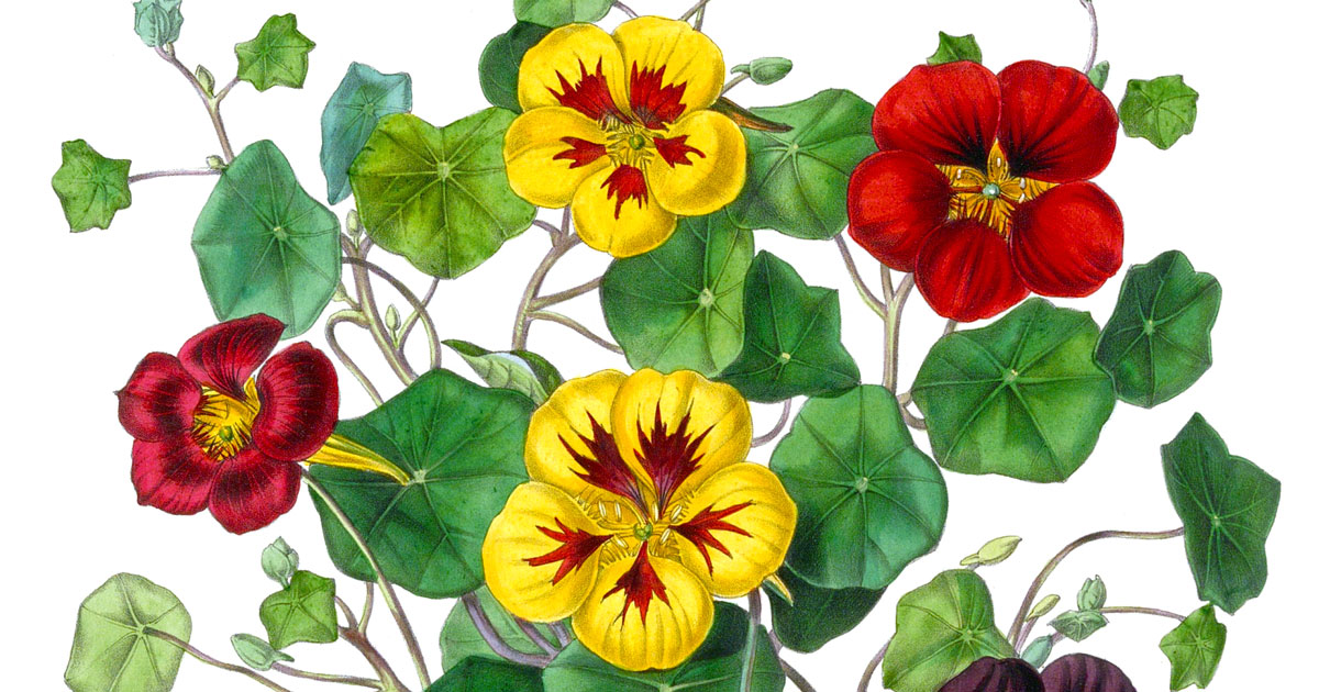 Pictures Of A Flower Bouquet