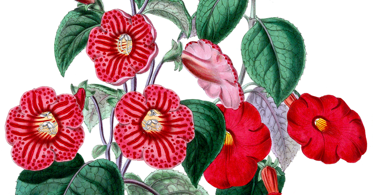 Pictures Of Flower Bouquets