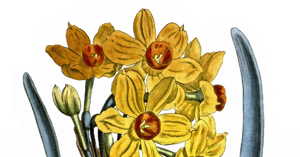 Daffodil Drawings