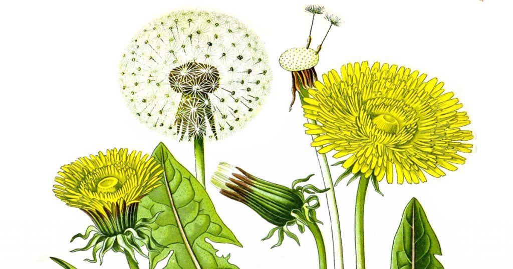 Dandelion Drawings
