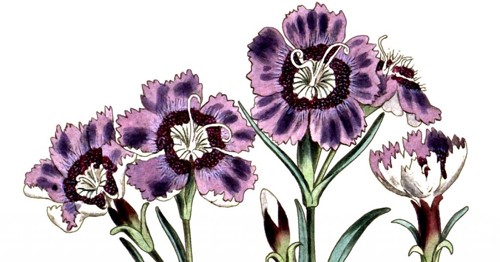 Dianthus Flowers