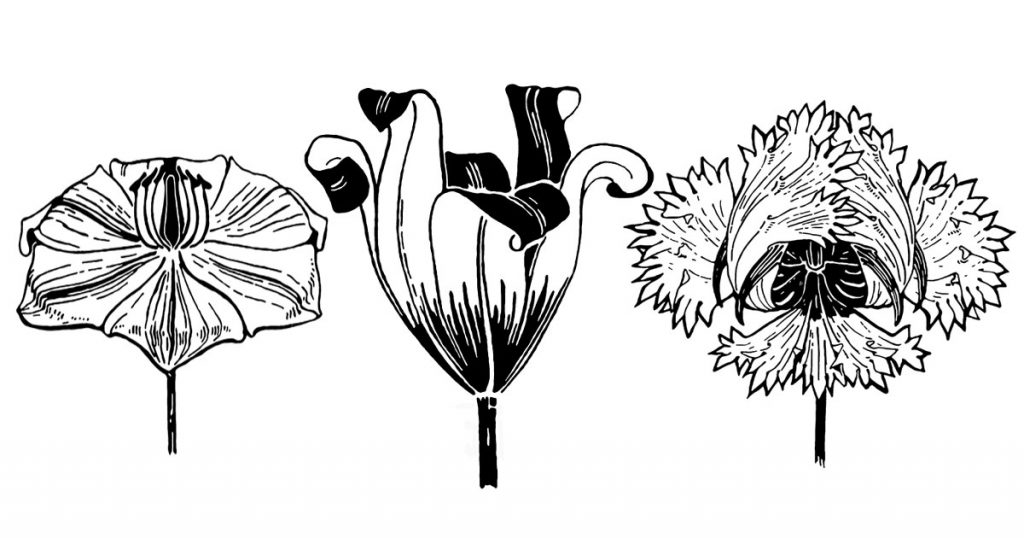 Drawings Of Tulips