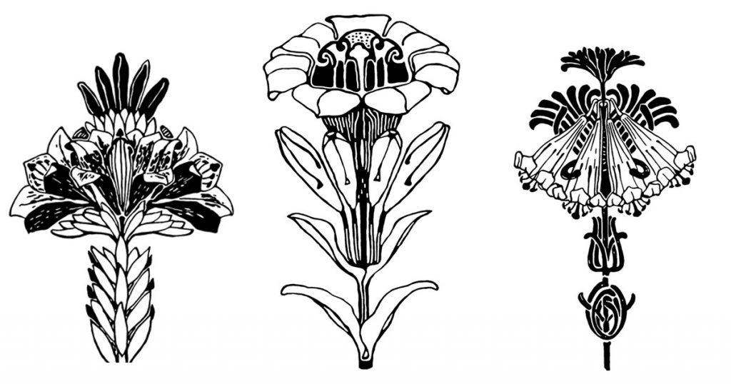 Drawings Of A Lily