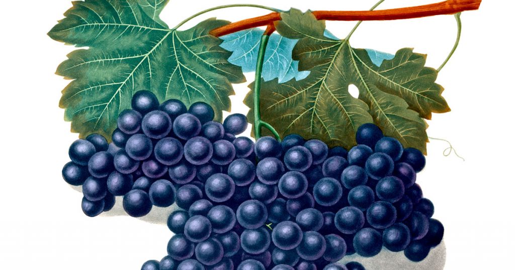Drawings Of Grapes