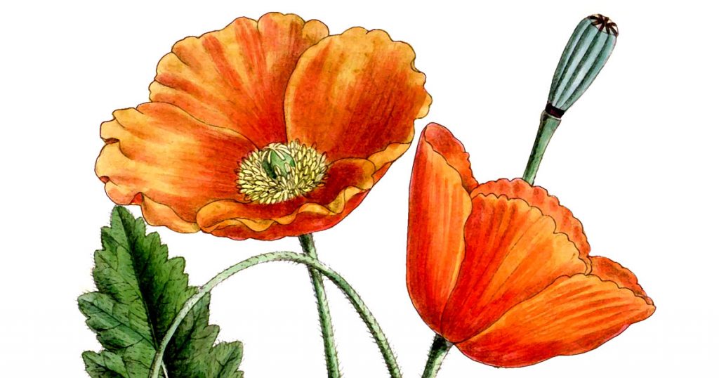 Drawings Of Poppies