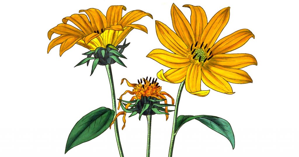 Drawings Of Sunflowers