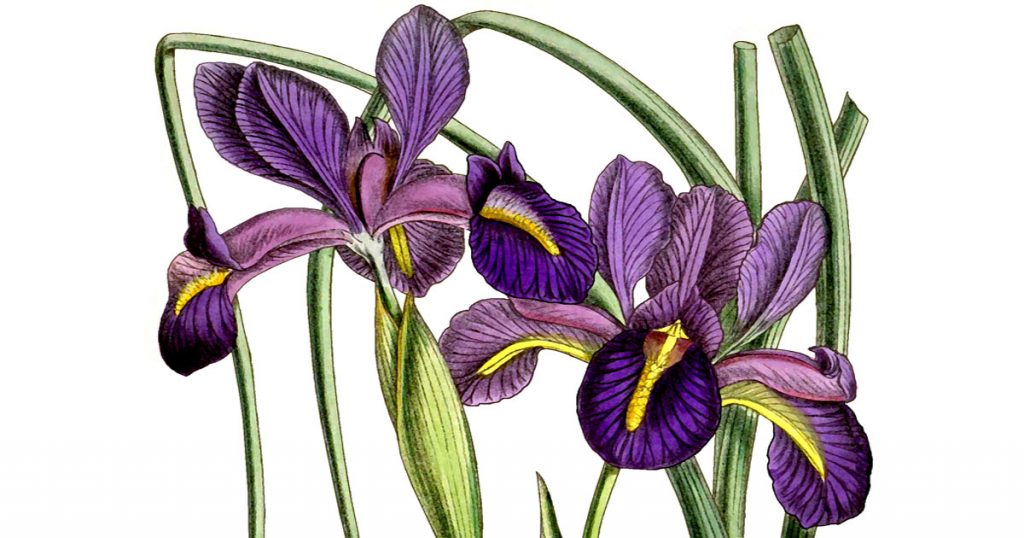 Iris Flowers