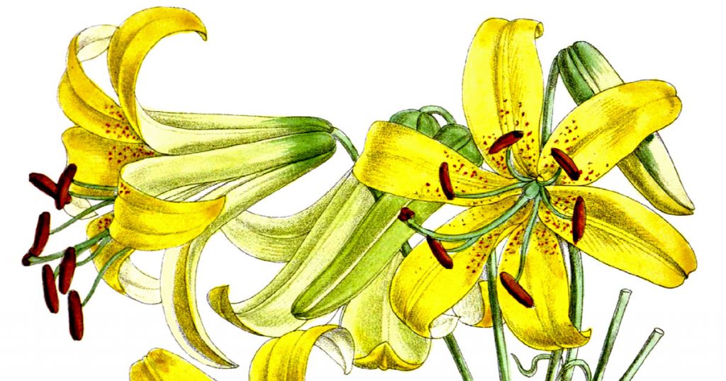 Lily Flowers