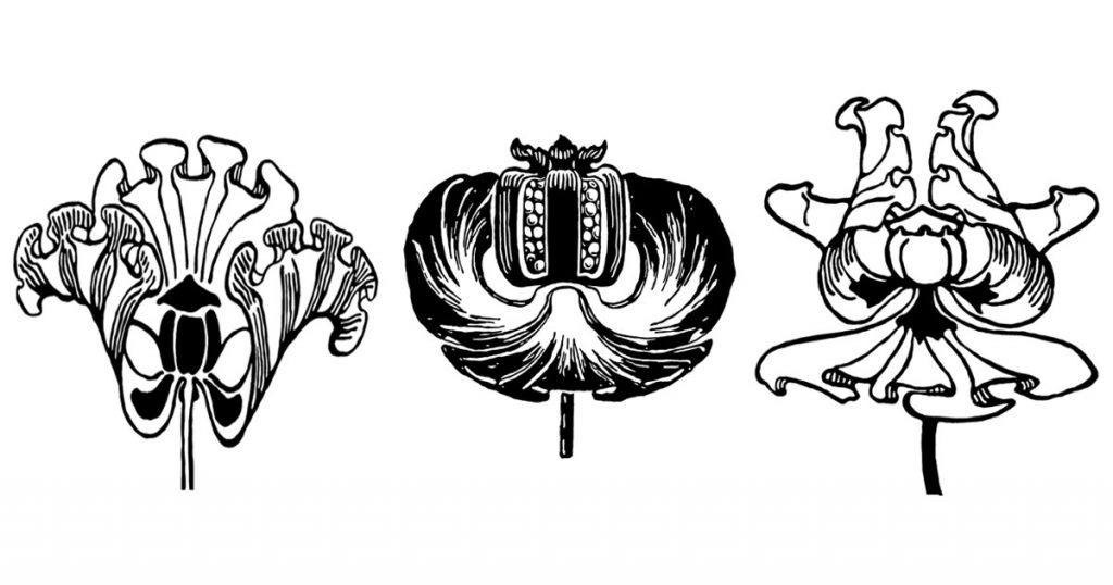 Poppy Flower Drawings