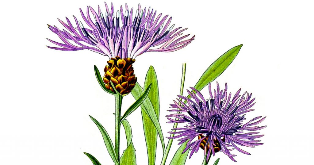 Thistle Flowers