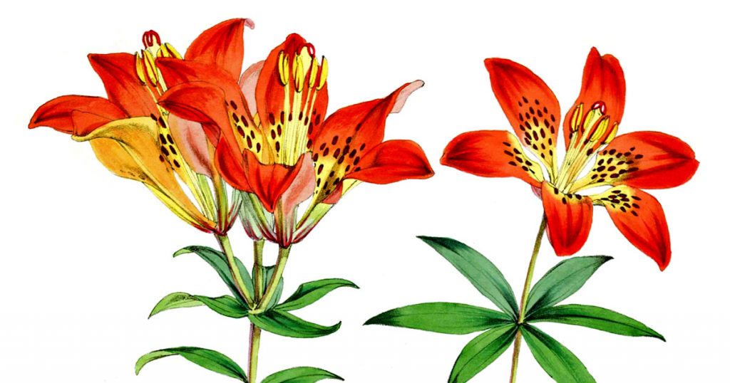 Types Of Lilies