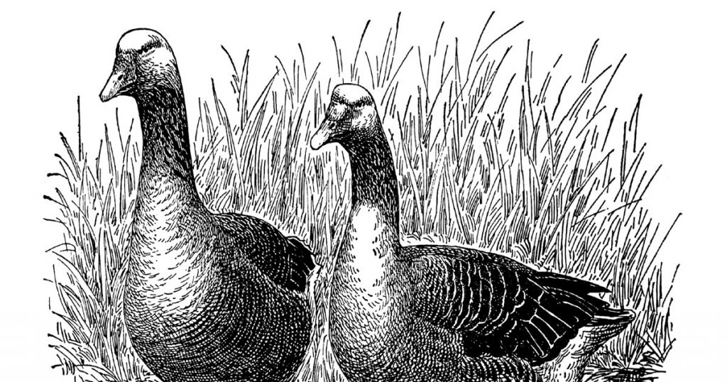 Geese