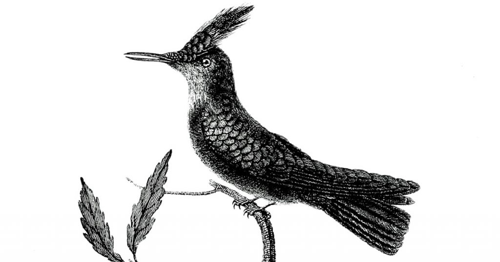 Hummingbirds