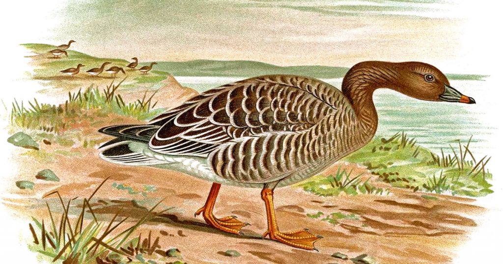 Pictures Of Geese