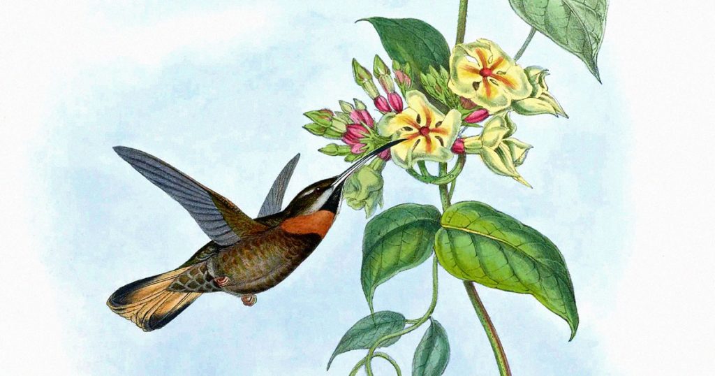 Pictures Of Hummingbirds