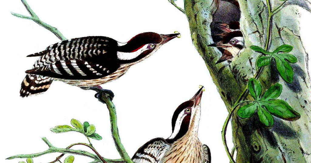 Pictures Of Woodpeckers