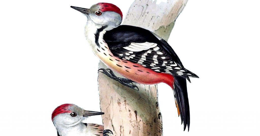 Varieties Of Woodpeckers