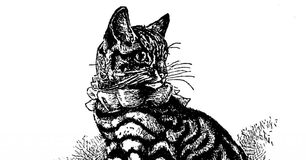 Cats Images