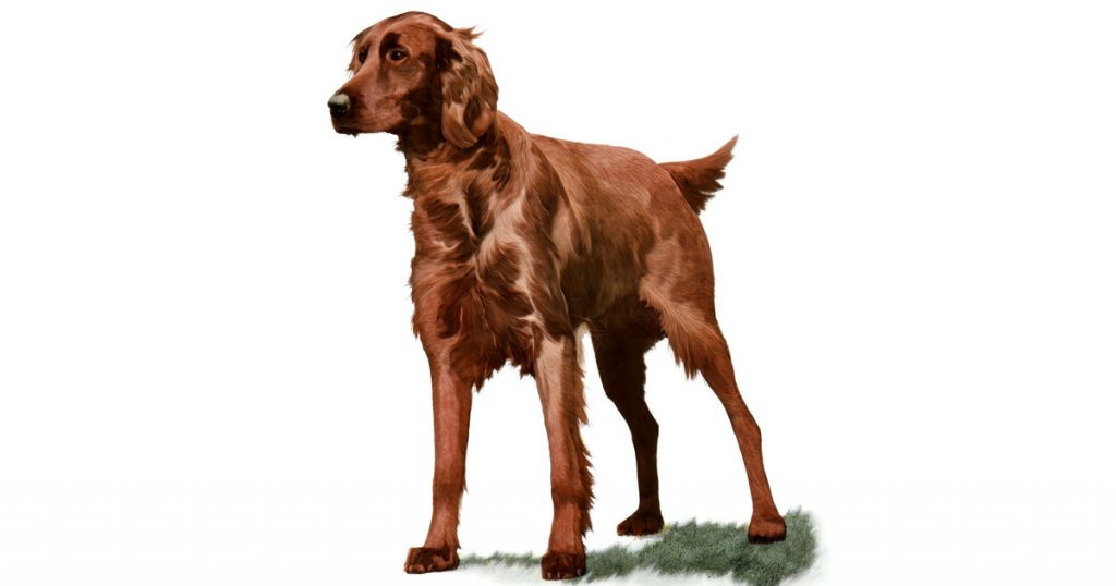 Bird Dogs