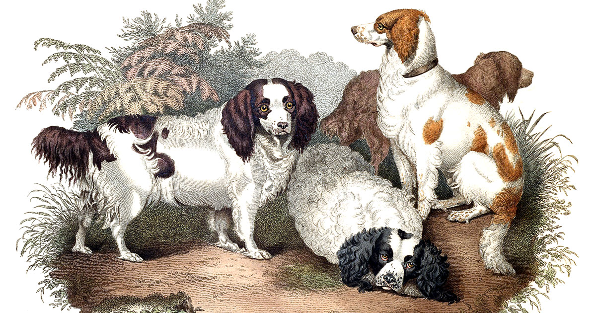 Different Types Of Dogs
