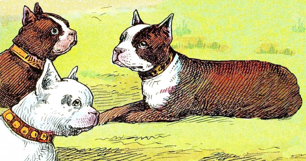 Fun Dog Pictures