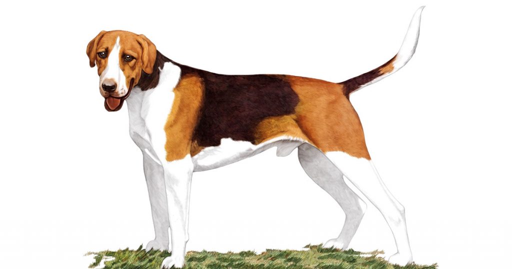 Hound Dog Breeds