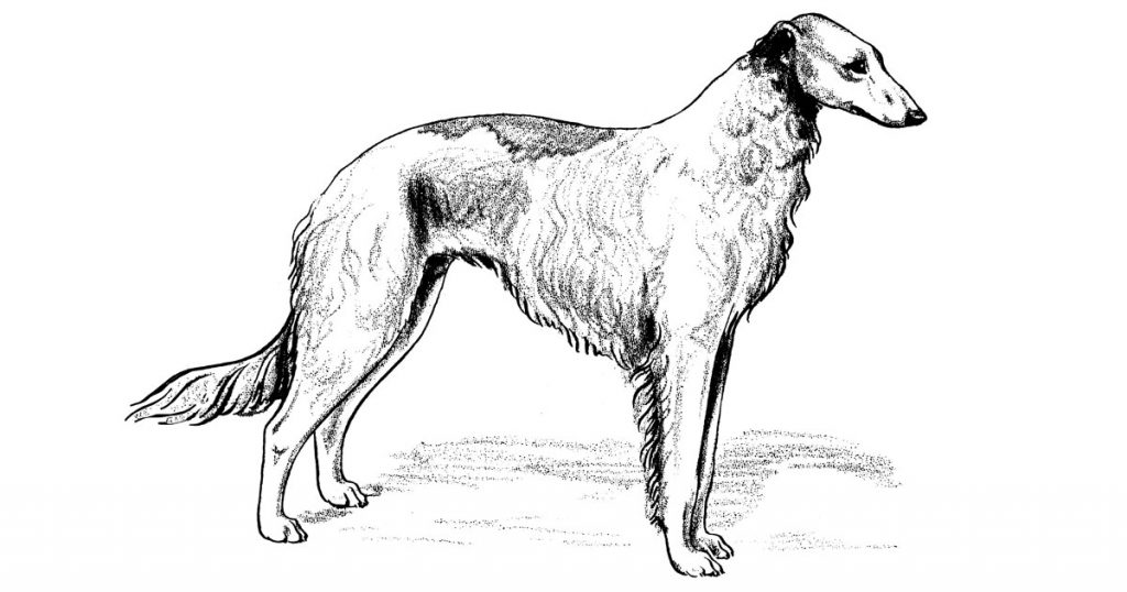 Hound Dog Types